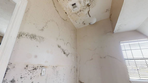 Best Airborne Mold Testing  in Elmwood Park, NJ