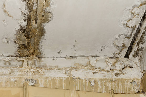 Trusted Elmwood Park, NJ Mold Removal Experts