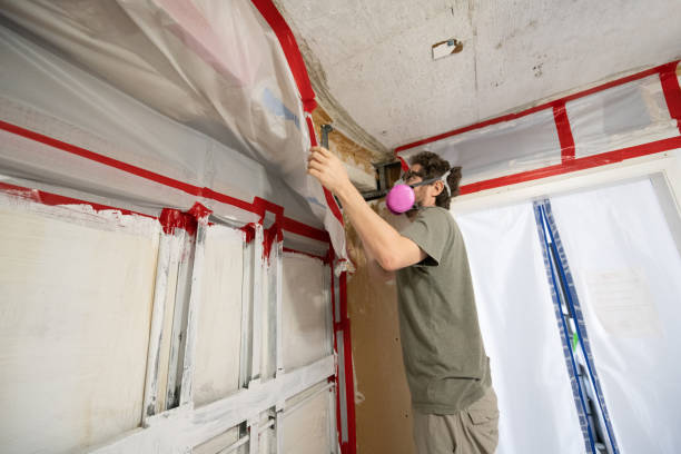 Best Mold Damage Restoration  in Elmwood Park, NJ
