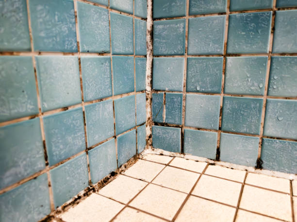 Best Real Estate Mold Inspection  in Elmwood Park, NJ