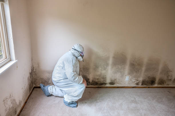 Best Emergency Mold Remediation  in Elmwood Park, NJ
