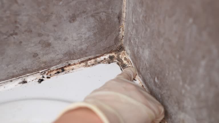 Best Indoor Air Quality Assessment  in Elmwood Park, NJ